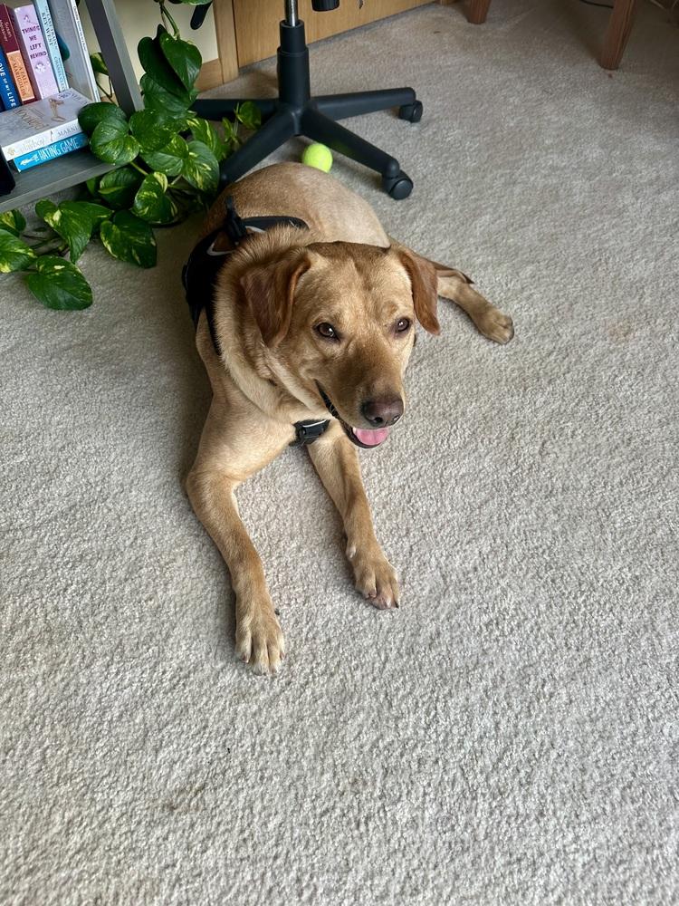 Enlarge Buddy Oak, a Adoptable mixed breed in Waunakee, WI image 5/6