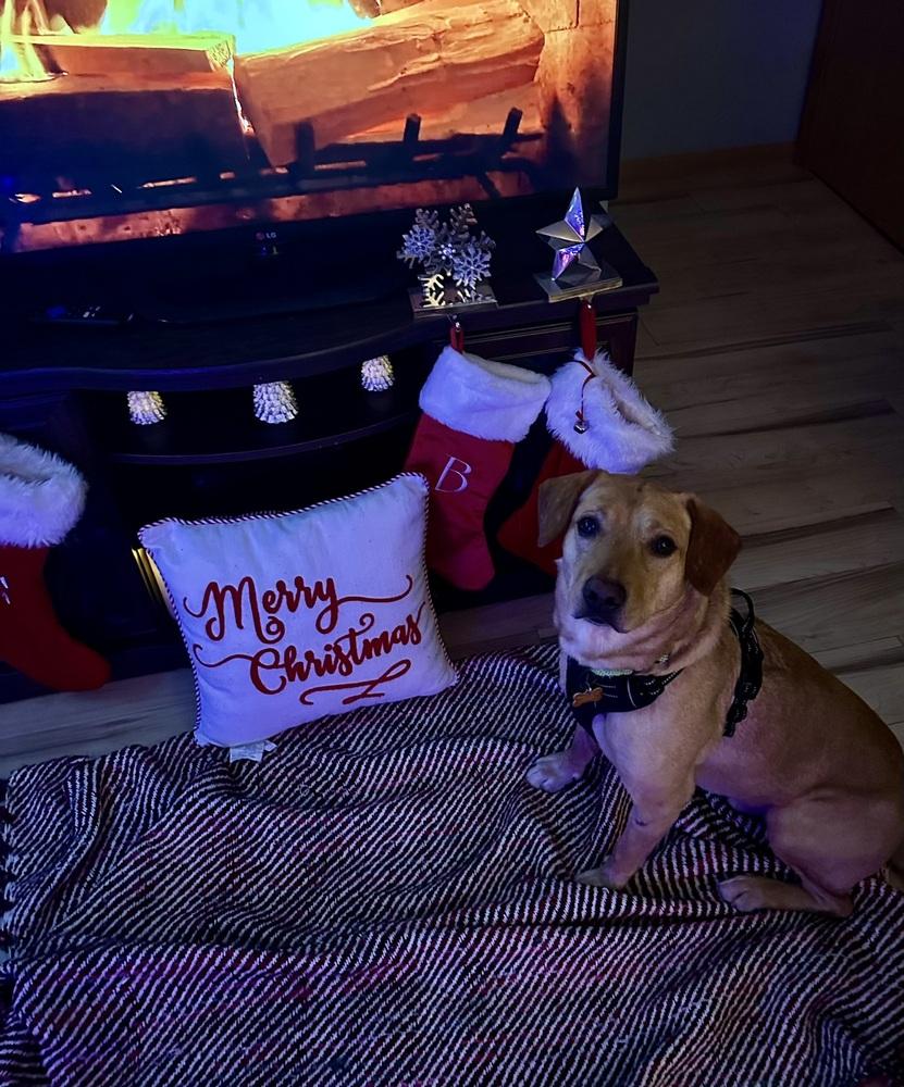 Enlarge Buddy Oak, a Adoptable mixed breed in Waunakee, WI image 6/6