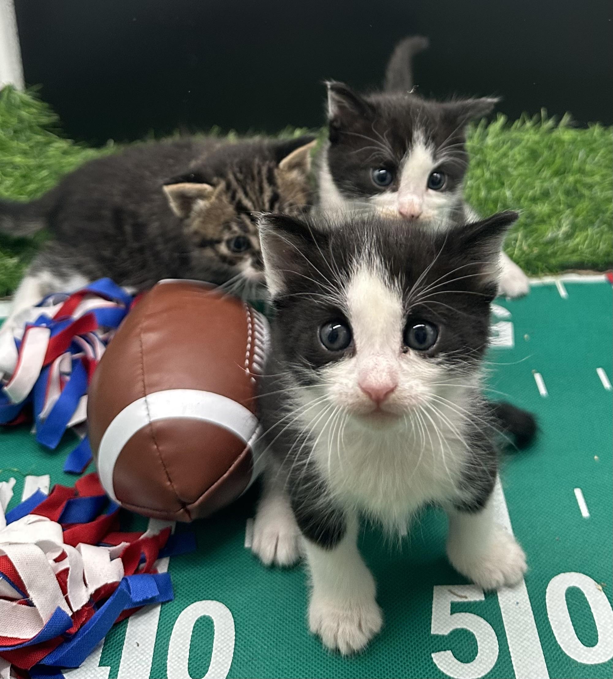 Enlarge Stella, a ADOPTABLE Domestic Short Hair in HUNTINGTON BEACH, CA image 5/6
