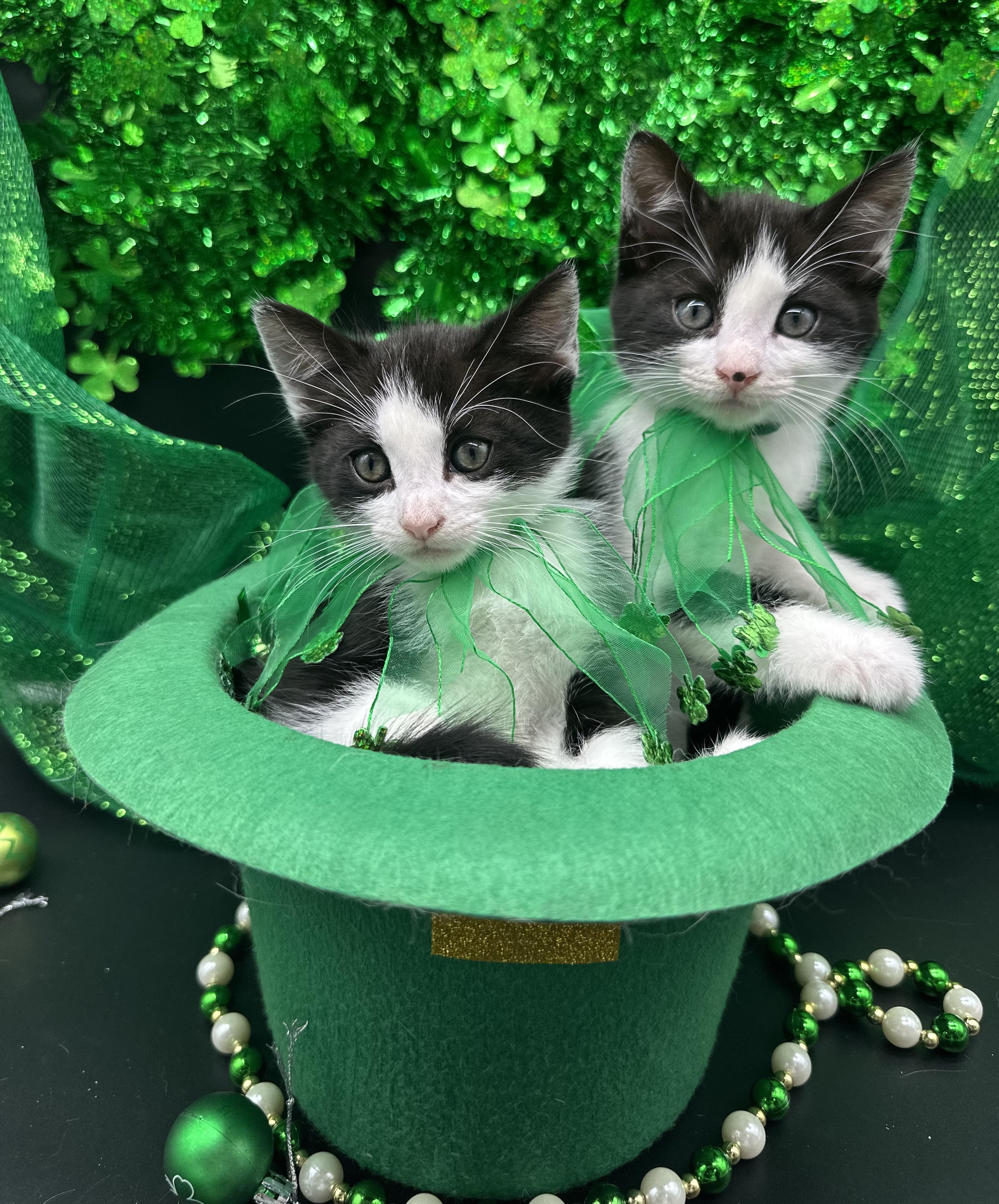 Enlarge Stella, a ADOPTABLE Domestic Short Hair in HUNTINGTON BEACH, CA image 4/6