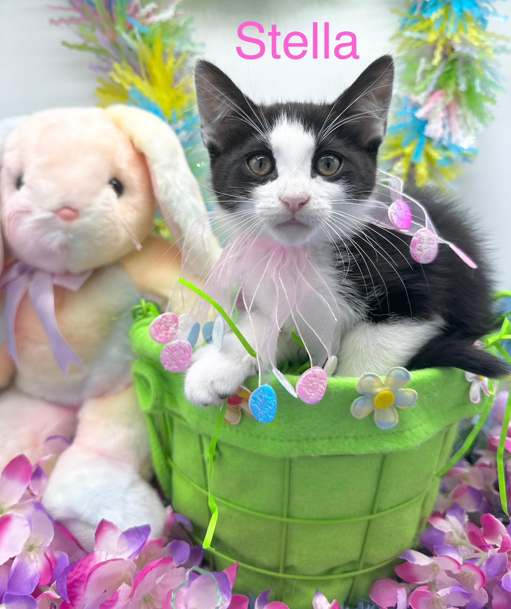 Stella, ADOPTABLE, Kitten Female Domestic Short Hair.