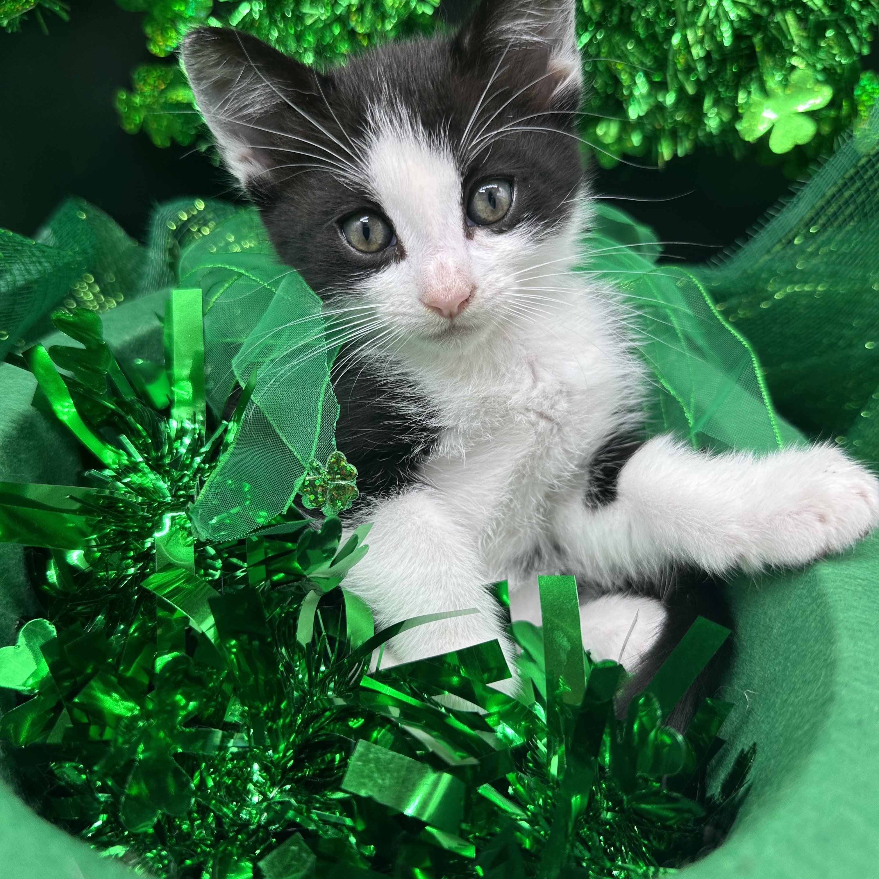 Enlarge Stella, a ADOPTABLE Domestic Short Hair in HUNTINGTON BEACH, CA image 3/6