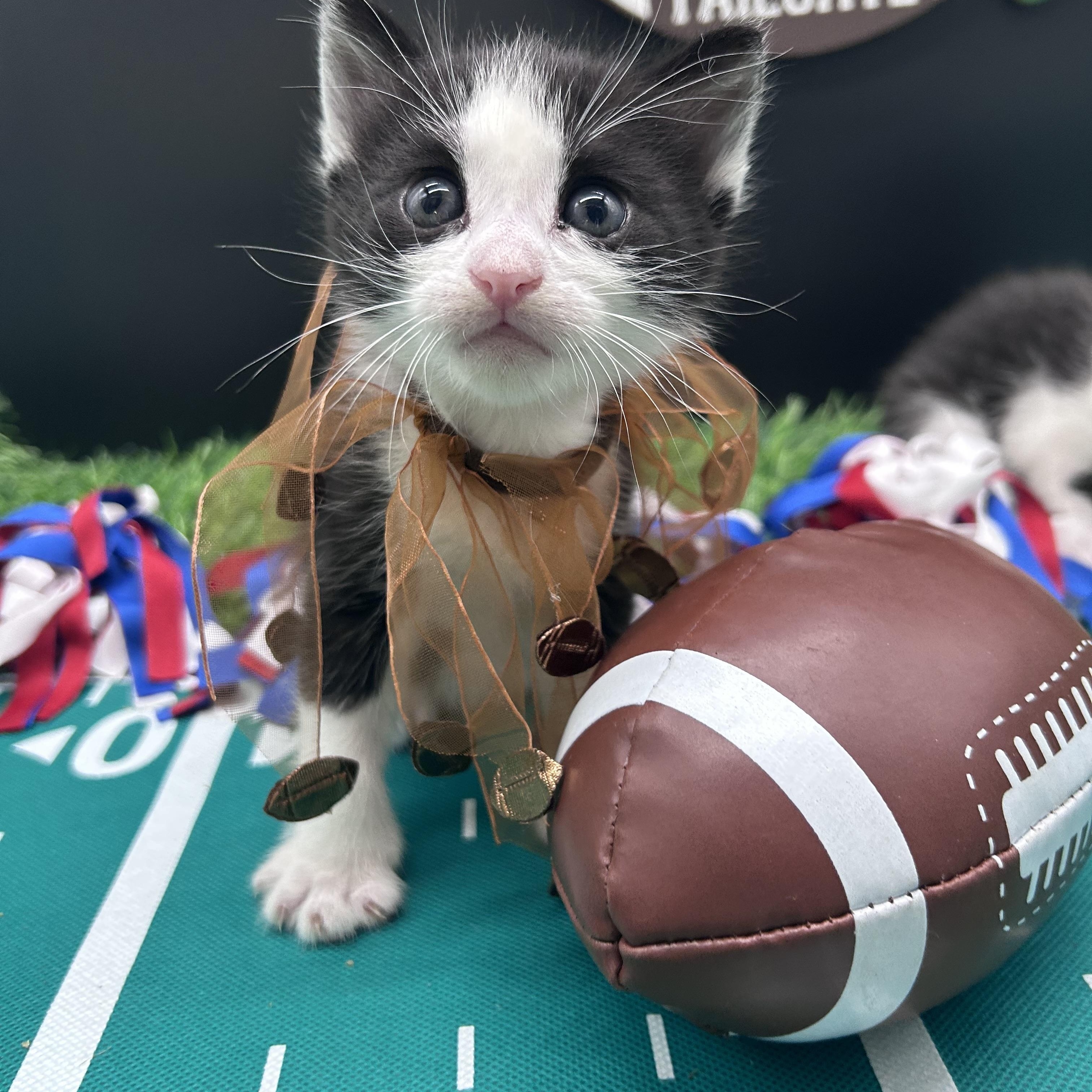 Enlarge Stella, a ADOPTABLE Domestic Short Hair in HUNTINGTON BEACH, CA image 6/6