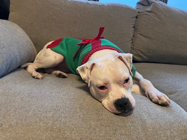 Happy, a ADOPTABLE mixed breed in Niles, IL image 1/6