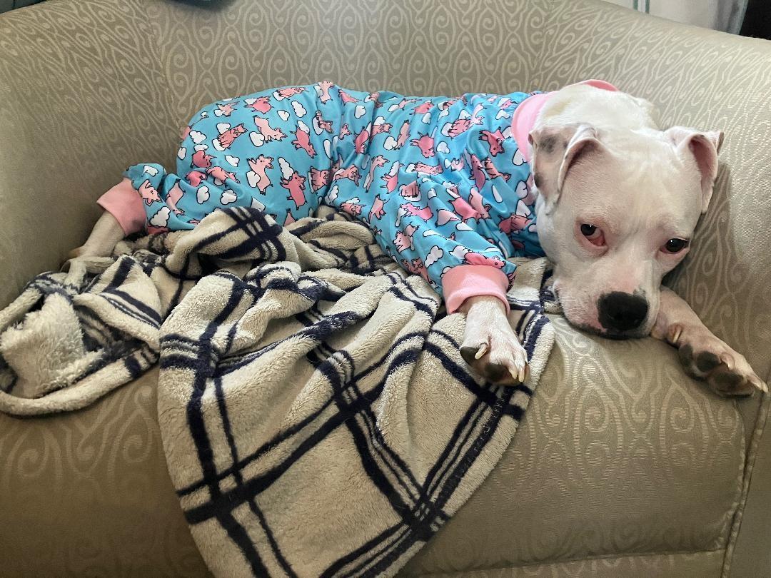 Enlarge Happy, a ADOPTABLE mixed breed in Plainfield, IL image 6/6