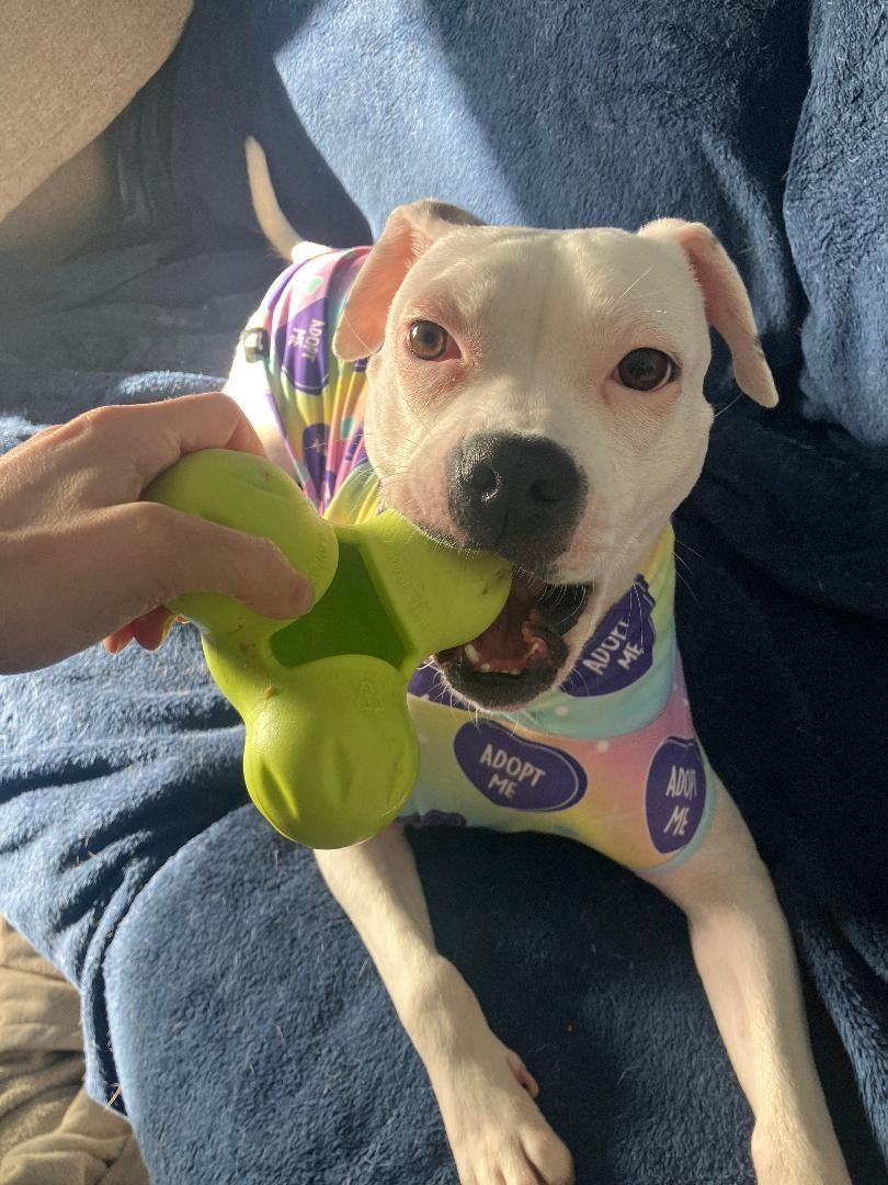 Enlarge Happy, a ADOPTABLE mixed breed in Plainfield, IL image 5/6