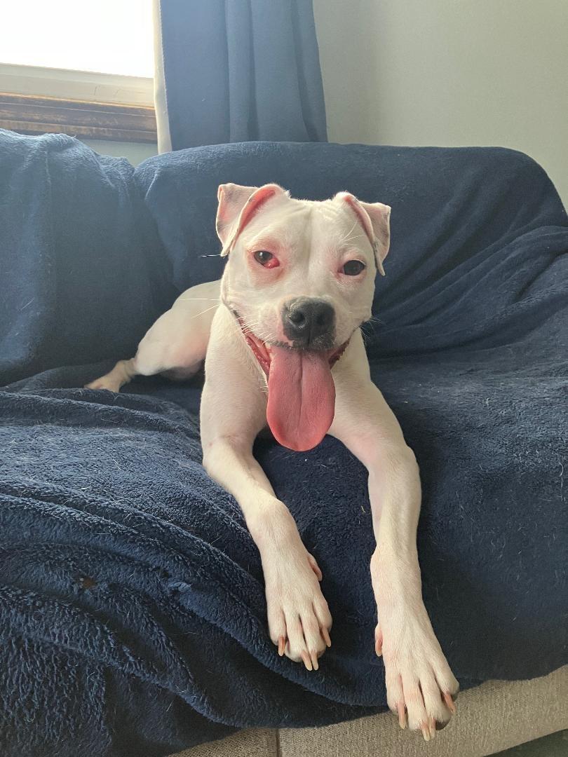 Happy, ADOPTABLE, Young Female Pit Bull Terrier.