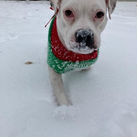 Happy, a ADOPTABLE mixed breed in Niles, IL image 2/6