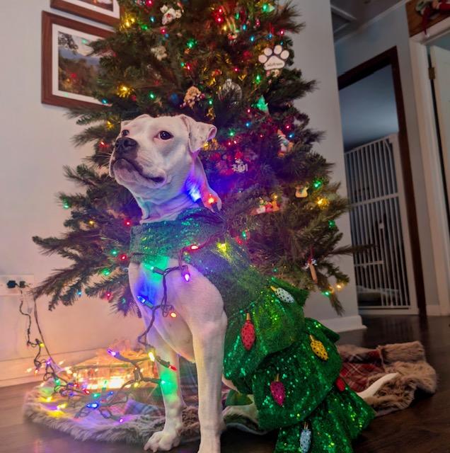 Happy, a ADOPTABLE mixed breed in Niles, IL image 3/6