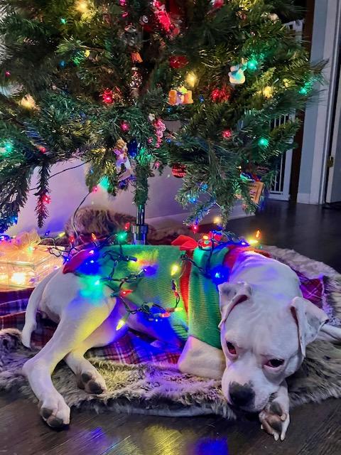 Happy, a ADOPTABLE mixed breed in Niles, IL image 4/6