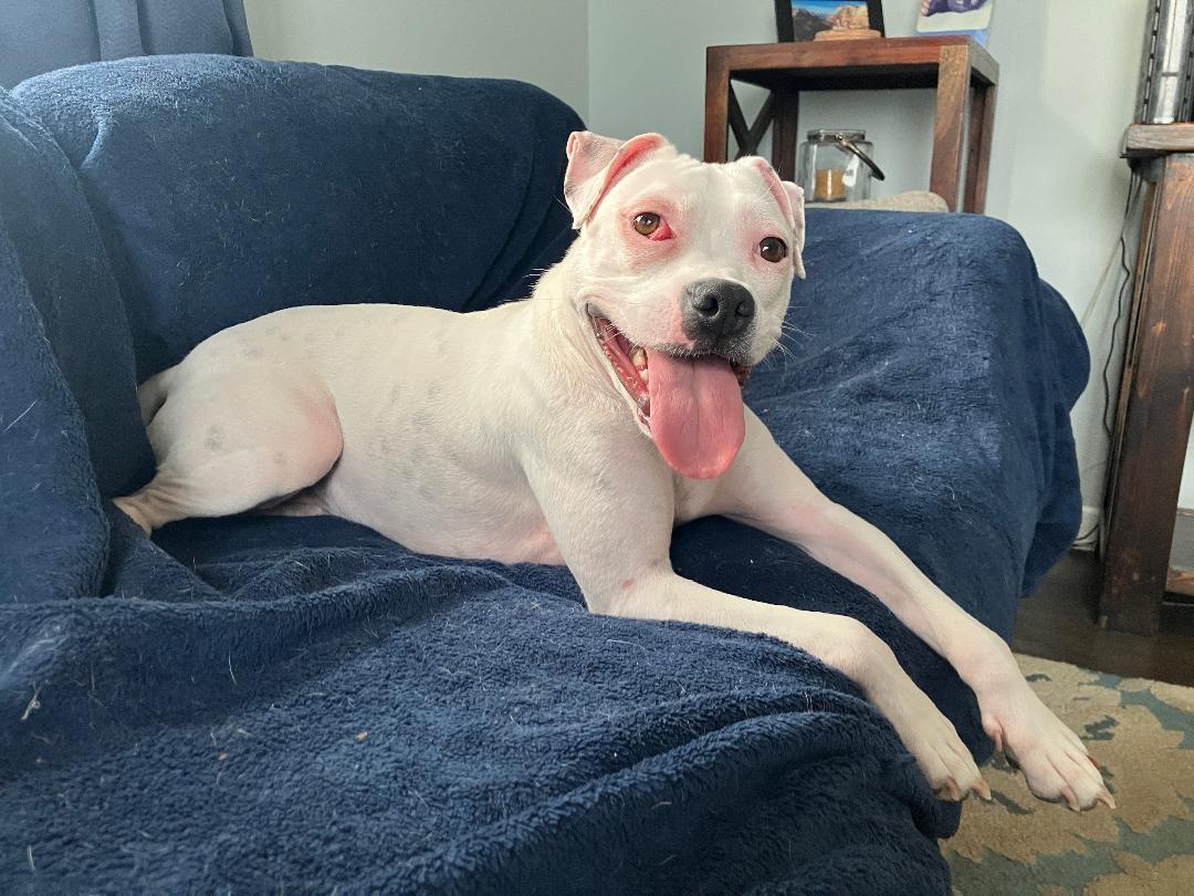 Enlarge Happy, a ADOPTABLE mixed breed in Plainfield, IL image 2/6