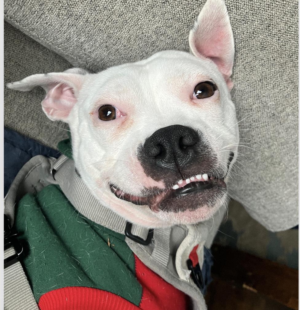 Happy, ADOPTABLE, Young Female Pit Bull Terrier.