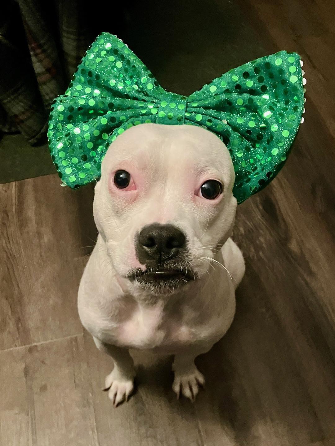 Happy, ADOPTABLE, Young Female Pit Bull Terrier.