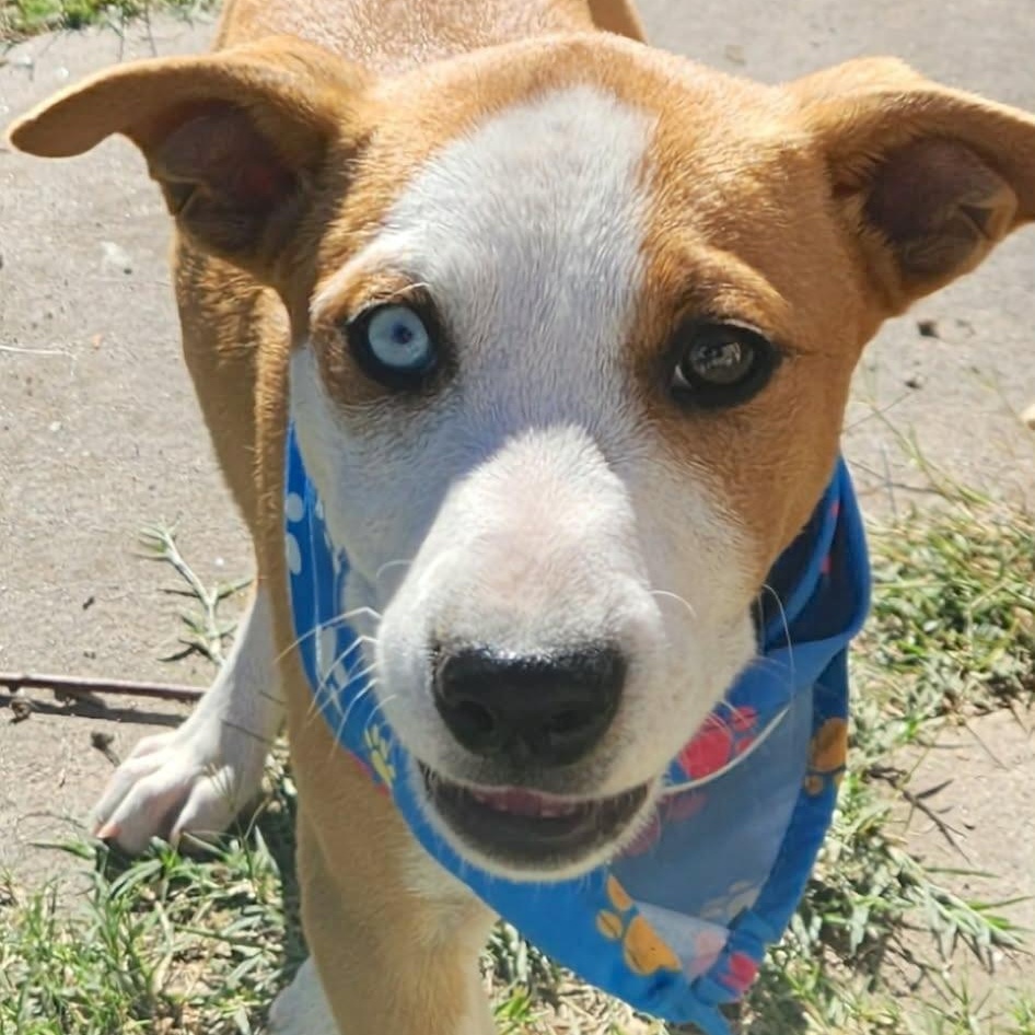 Enlarge Josie, a Adoptable mixed breed in Linthicum Heights, MD image 4/4