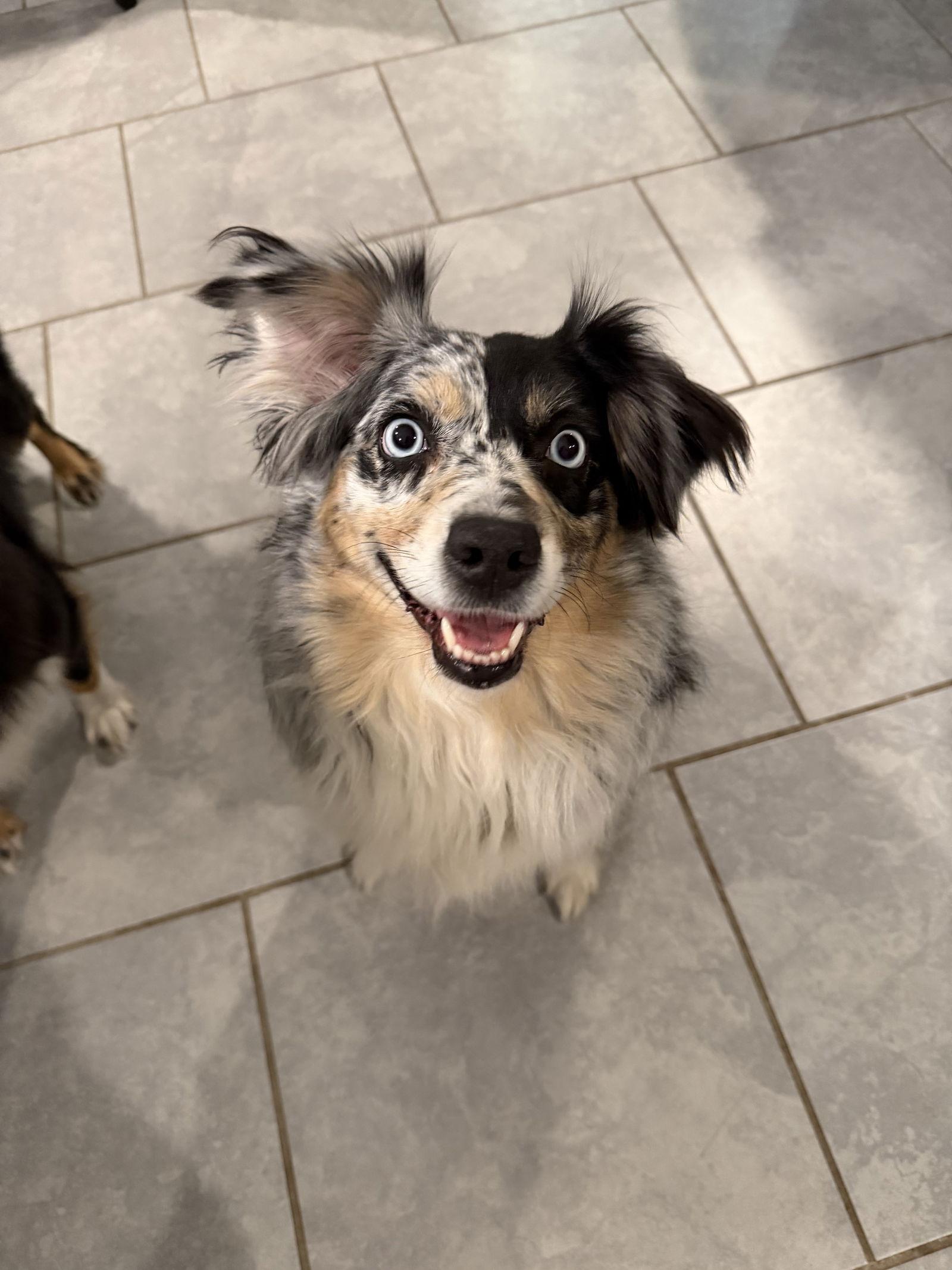 Bella, Adoptable, Adult Female Australian Shepherd.