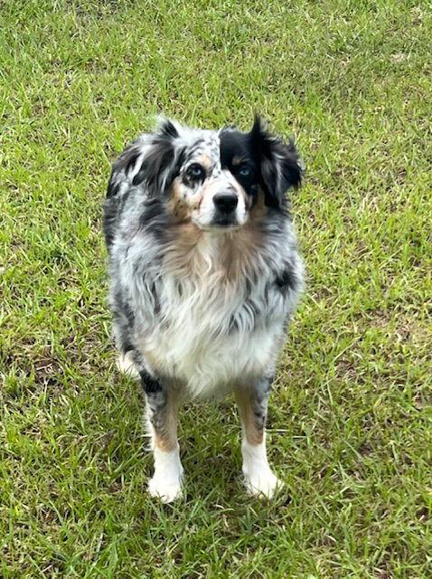 Bella, a Adoptable Australian Shepherd in Osteen, FL image 2/3