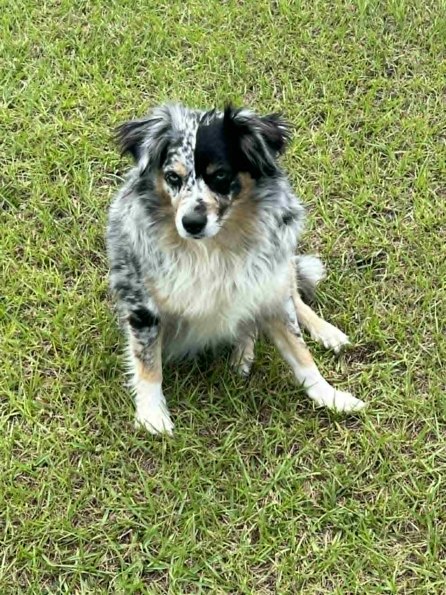 Bella, a Adoptable Australian Shepherd in Osteen, FL image 3/3