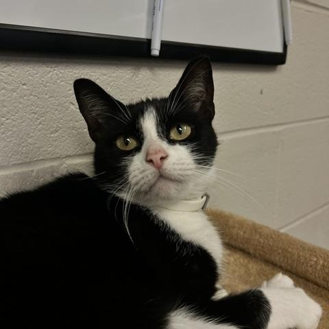 Slyvia, Adoptable, Adult Female Domestic Short Hair.