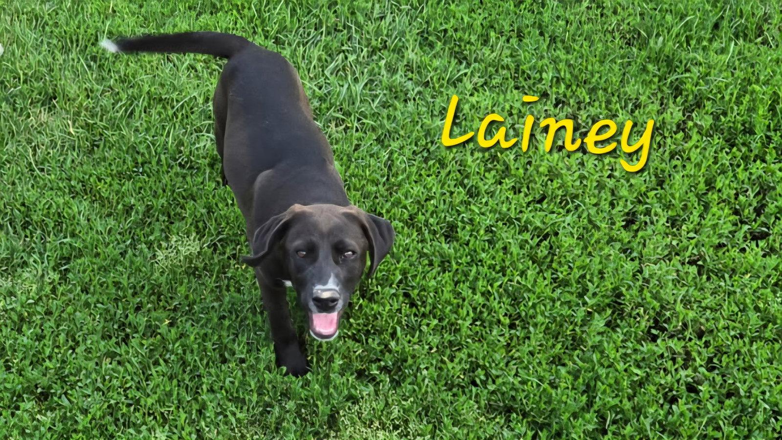 Enlarge Lainey, a Adoptable Labrador Retriever in Rutledge, TN image 1/1