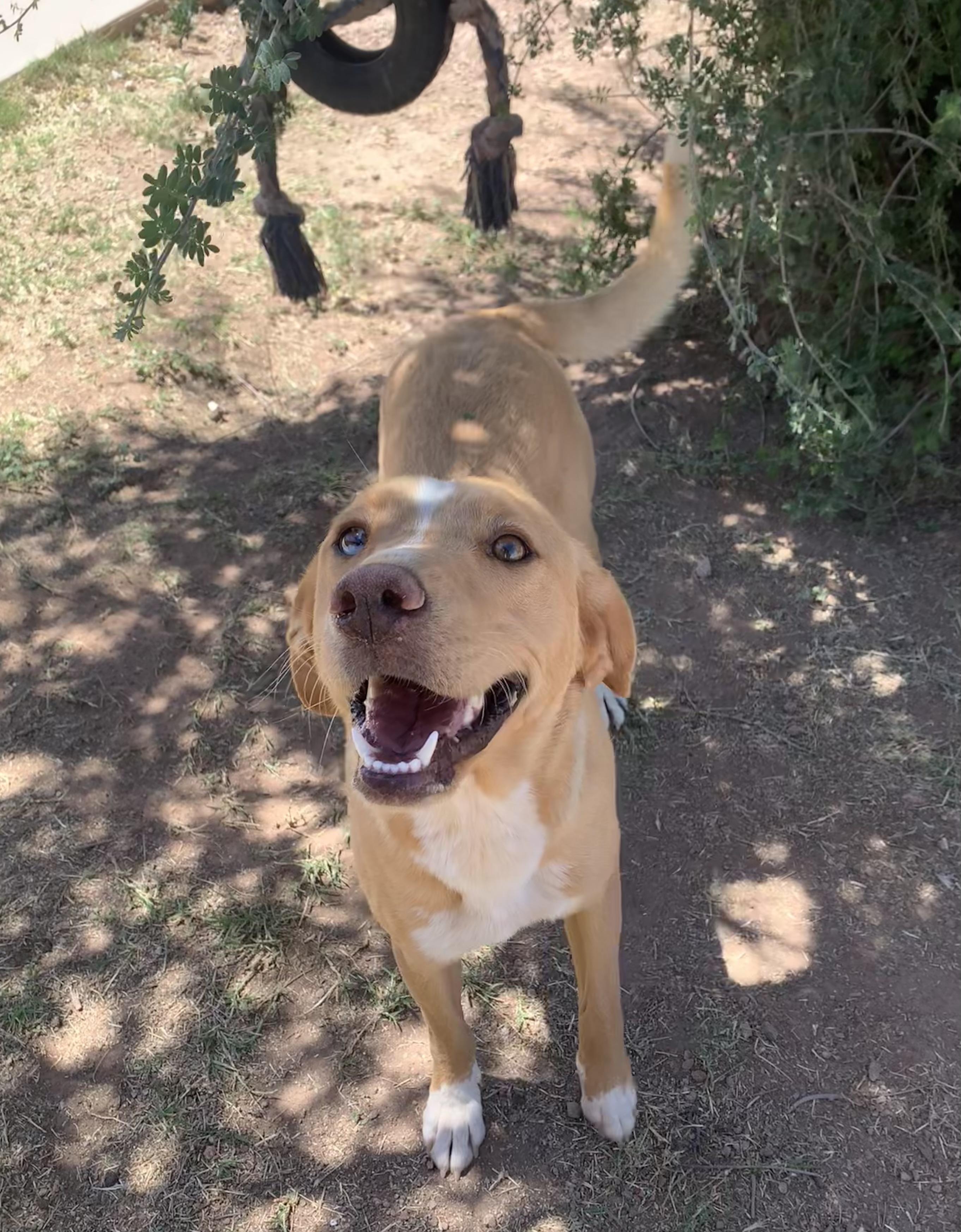 Apricot, ADOPTABLE, Adult Female Labrador Retriever.