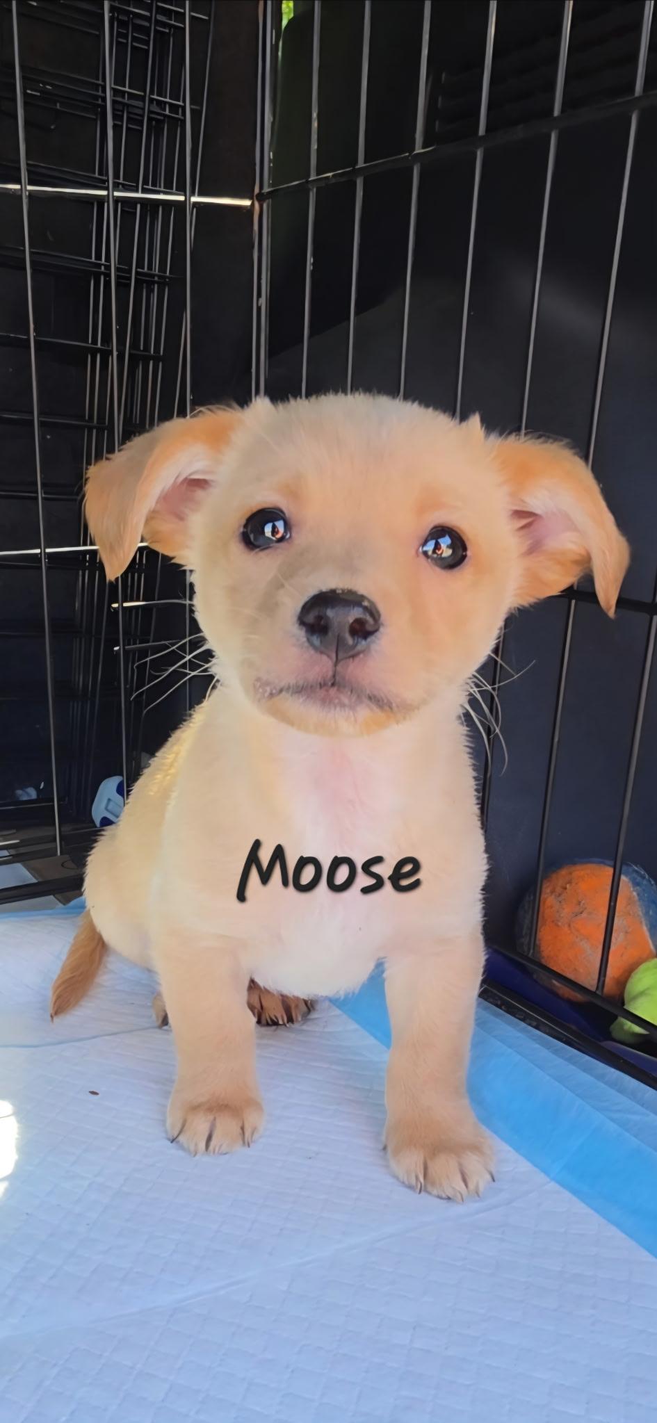 Moose, adopted, Puppy Male Chiweenie.