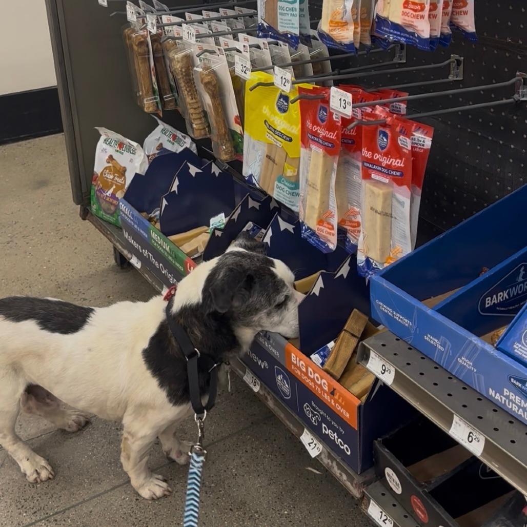 Harold — thumbnail 3