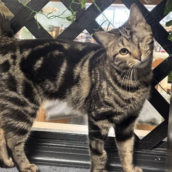 Enlarge Marcy, a Adoptable Domestic Short Hair in Kennett Square, PA image 1/1