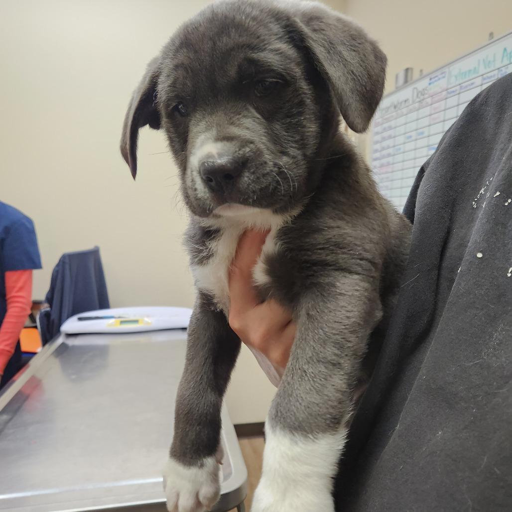 Cango 22395 — thumbnail 2