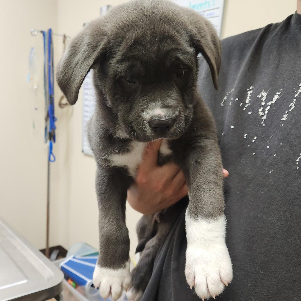 Cango 22395 — thumbnail 3