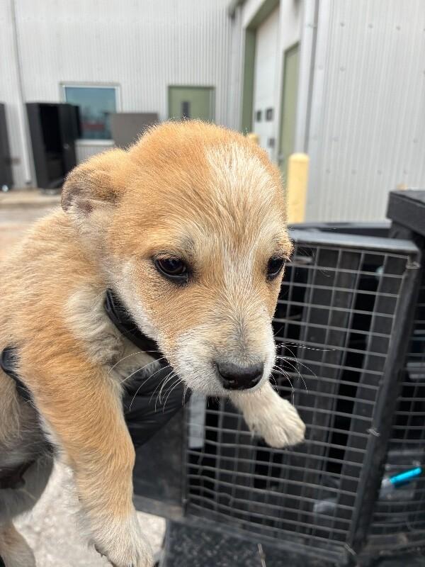 Jackpot, Adoptable, Young Male Cattle Dog.