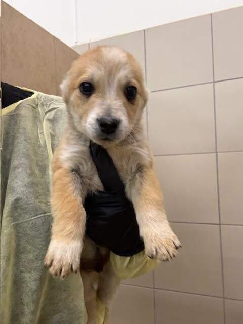 Enlarge Jackpot, a Adoptable Cattle Dog in Hobbs, NM image 2/3