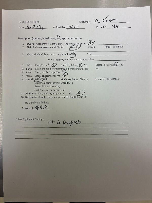 Enlarge Jackpot, a Adoptable Cattle Dog in Hobbs, NM image 3/3