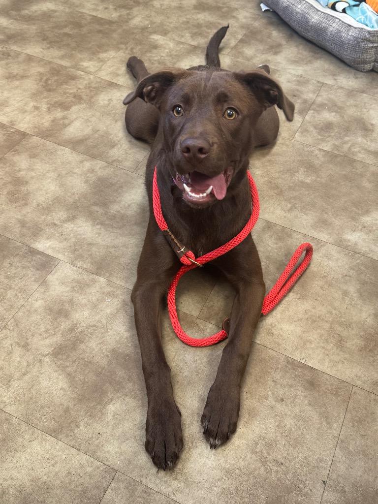 Enlarge Lady Maple, a Adoptable Chocolate Labrador Retriever in Springfield, OH image 1/1