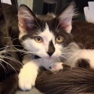 Enlarge Zebra, a Adoptable Domestic Long Hair in Orangevale, CA image 1/1