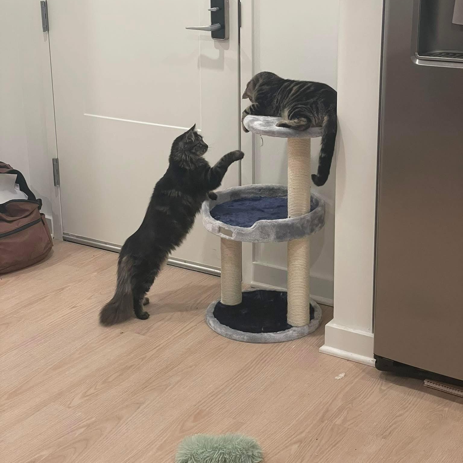 Coco & Bean, Baby Female Tabby