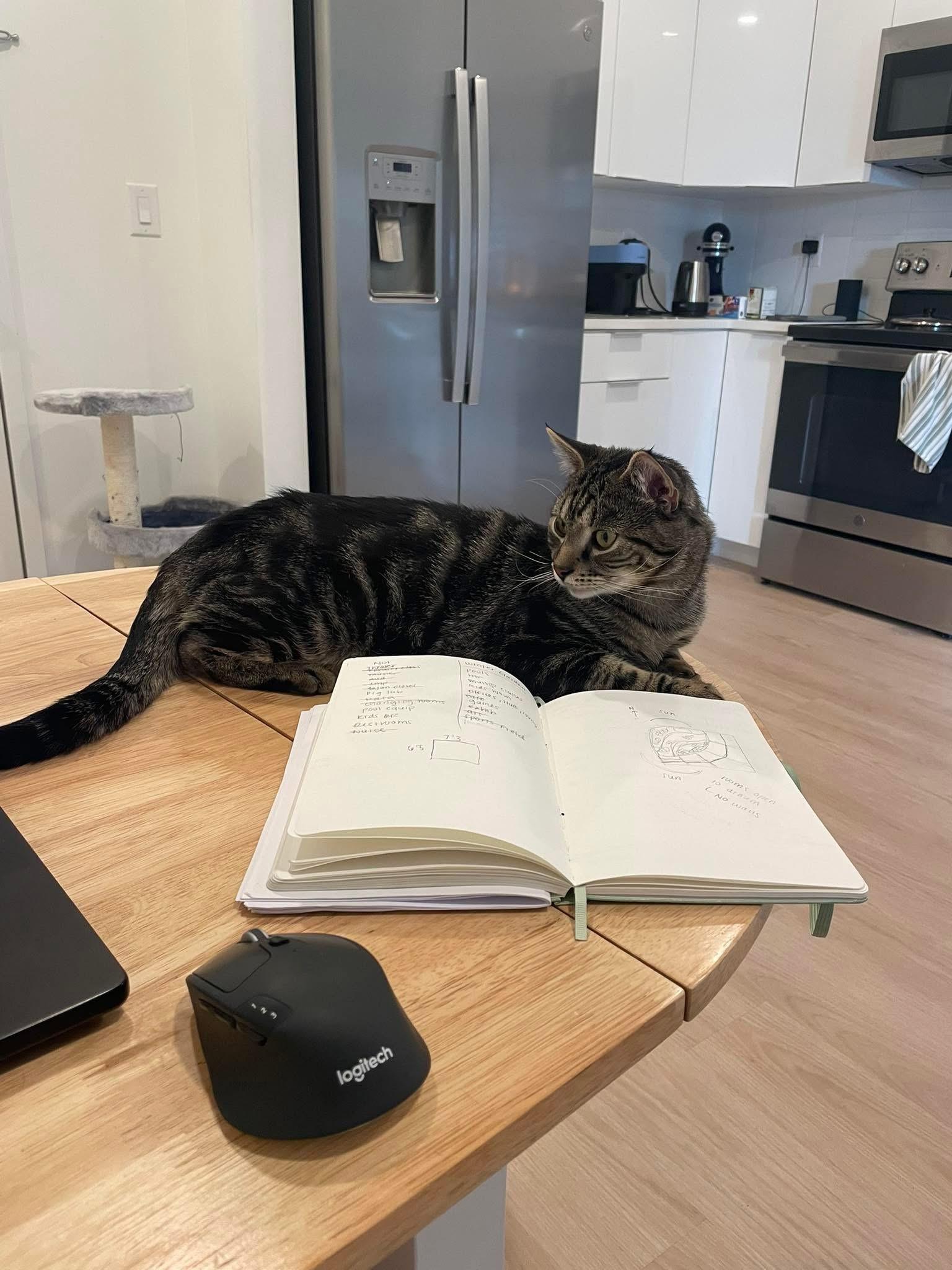 Enlarge Coco & Bean, a Adoptable mixed breed in Newark, NJ image 5/6