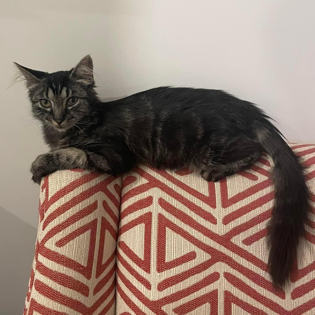 Enlarge Coco & Bean, a Adoptable mixed breed in Newark, NJ image 3/6