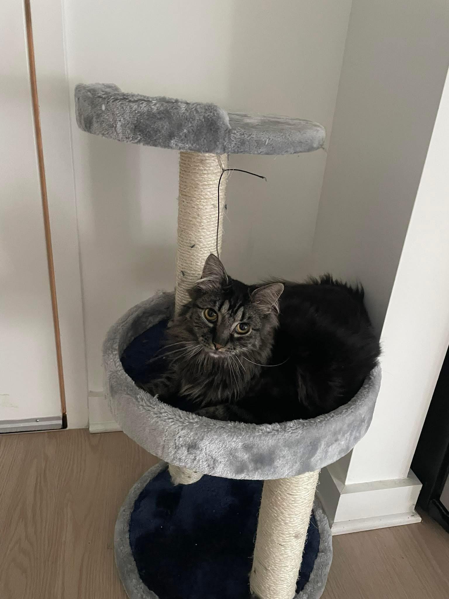 Enlarge Coco & Bean, a Adoptable mixed breed in Newark, NJ image 6/6