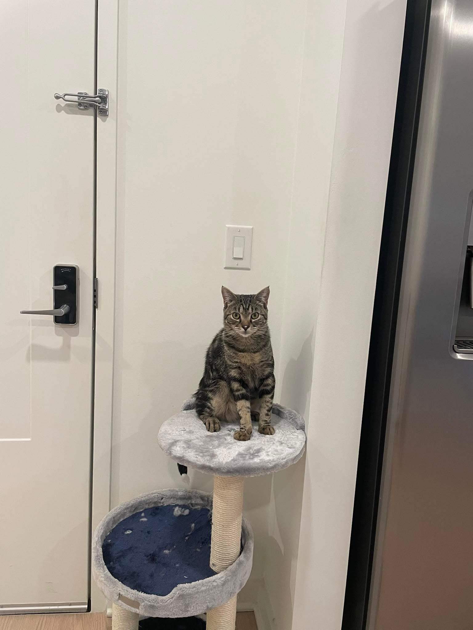 Enlarge Coco & Bean, a Adoptable mixed breed in Newark, NJ image 2/6