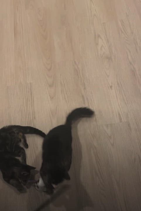 Enlarge Coco & Bean, a Adoptable mixed breed in Newark, NJ video 4/6