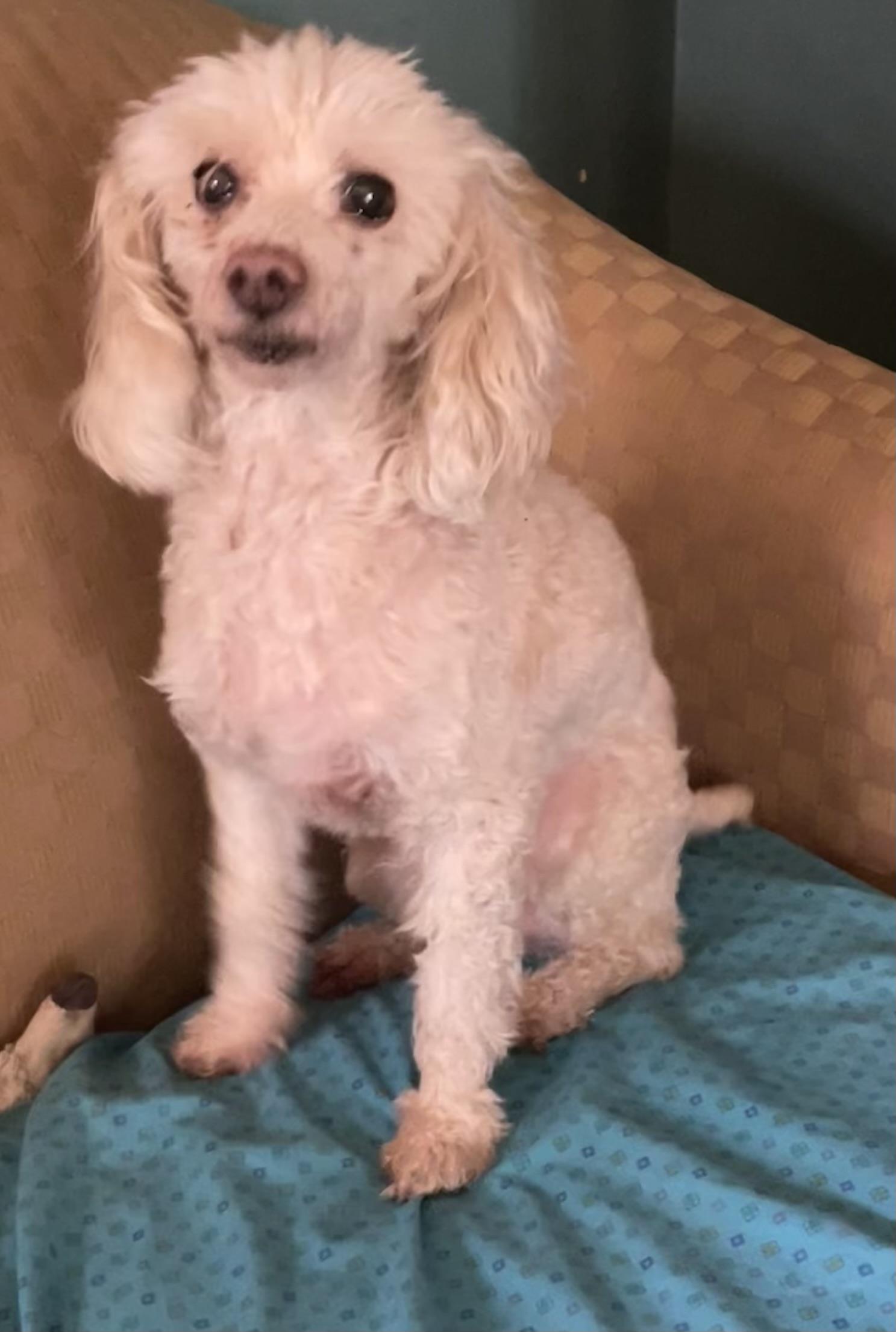 Enlarge Angel, a Adoptable Poodle in Memphis, TN image 5/5