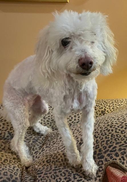Enlarge Angel, a Adoptable Poodle in Memphis, TN image 1/5