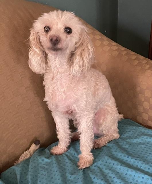 Enlarge Angel, a Adoptable Poodle in Memphis, TN image 4/5