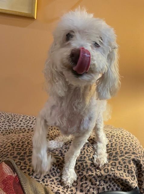 Enlarge Angel, a Adoptable Poodle in Memphis, TN image 2/5