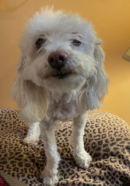 Enlarge Angel, a Adoptable Poodle in Memphis, TN image 3/5