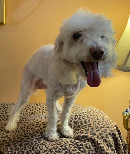 Enlarge Angel, a Adoptable Poodle in Memphis, TN image 4/5
