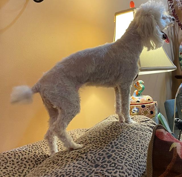 Enlarge Angel, a Adoptable Poodle in Memphis, TN image 5/5