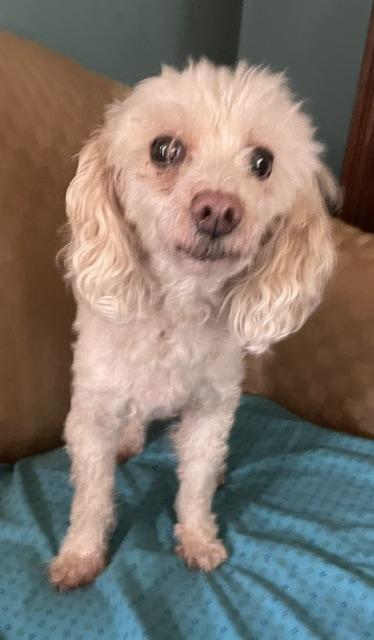 Angel, Adoptable, Senior Female Poodle.