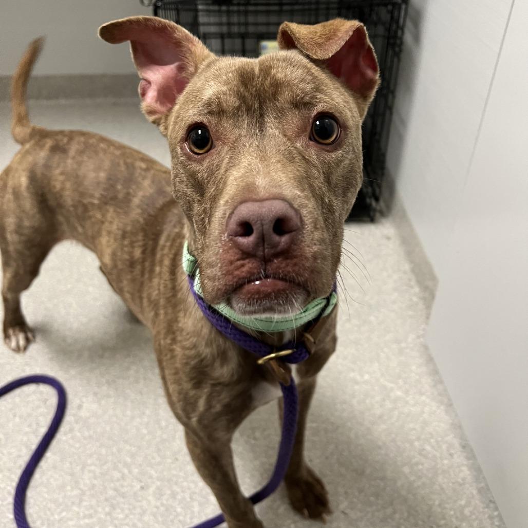 Enlarge Bisquick, a Adoptable mixed breed in Baldwin, WI image 2/6