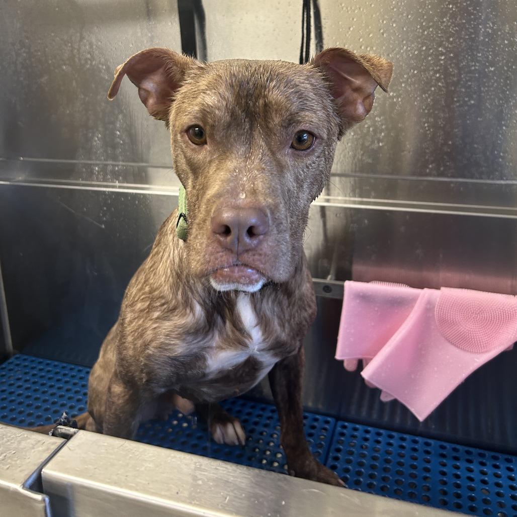 Enlarge Bisquick, a Adoptable mixed breed in Baldwin, WI image 3/6